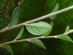 Cotoneaster simonsii