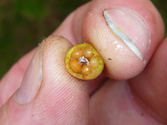 Cotoneaster simonsii
