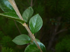 Cotoneaster simonsii