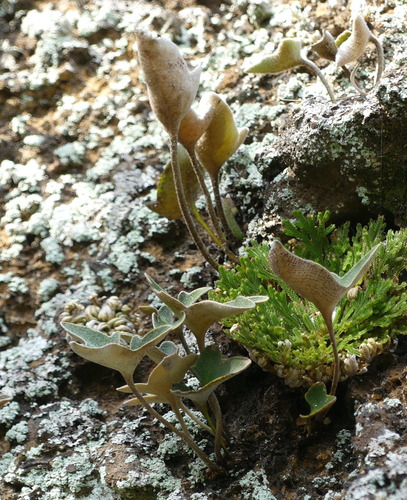 Pyrrosia hastata iNat (3)