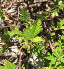 Rubus cuneifolius image