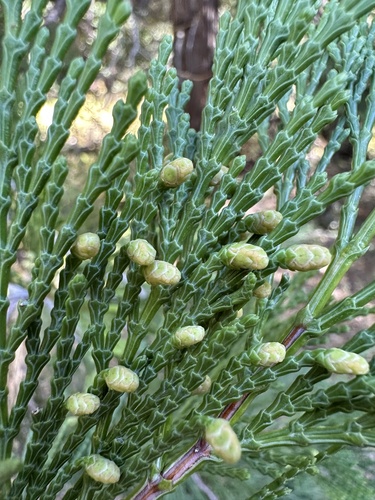 iNaturalist observation photo of California incense-cedar