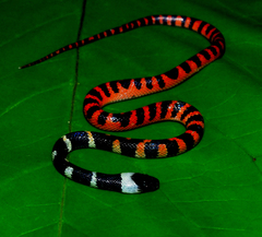 Oxyrhopus petolarius