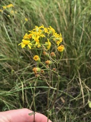 Senecio laevigatus