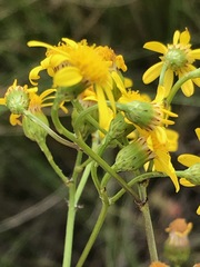 Senecio laevigatus