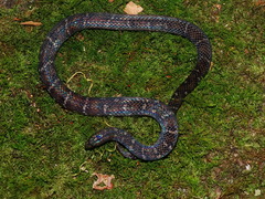 Atractus sanctaemartae