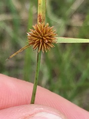 Cyperus erectus