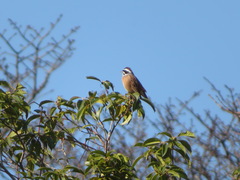 Emberiza cioides