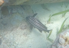 Pareques acuminatus