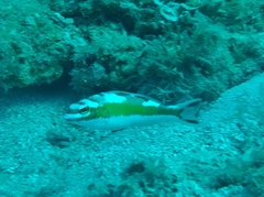 Serranus tabacarius