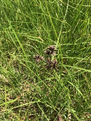 Cyperus nitidus