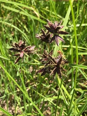 Cyperus nitidus
