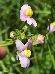 Nemesia fruticans