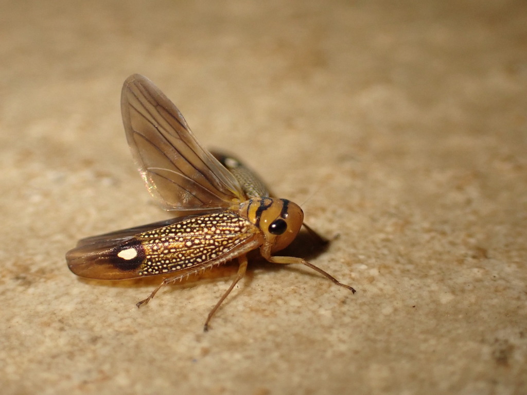 Scoposcartula oculata