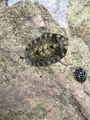 Chiton squamosus