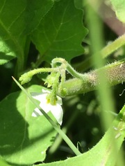 Solanum retroflexum