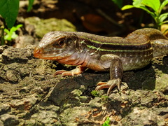 Ameiva bifrontata