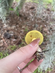Hortiboletus rubellus image