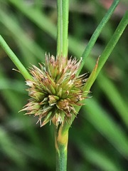 Juncus oxycarpus