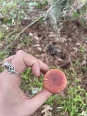 Hortiboletus rubellus image