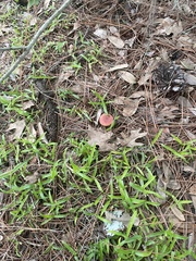 Hortiboletus rubellus image
