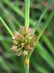 Juncus oxycarpus