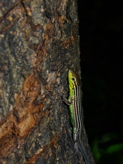 Cnemidophorus gaigei
