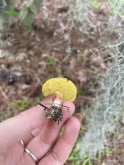 Hortiboletus rubellus image