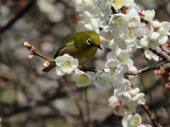 Zosterops japonicus