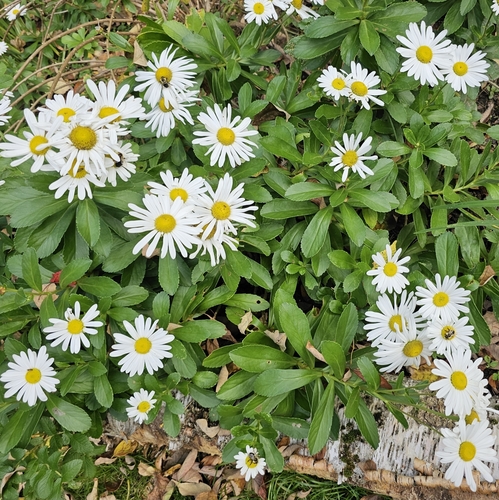 Nipponanthemum nipponicum