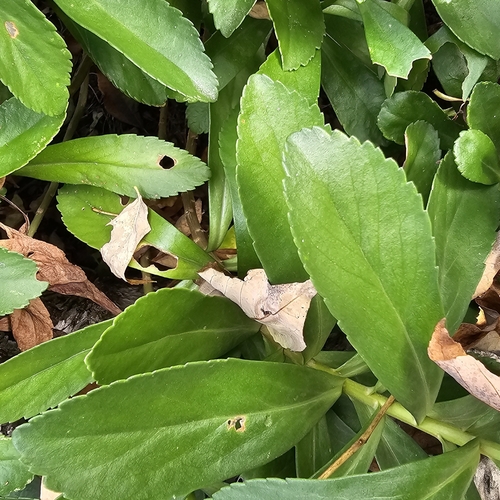Nipponanthemum nipponicum