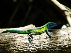 Cnemidophorus gaigei