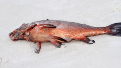 Chirodactylus spectabilis