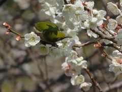 Zosterops japonicus