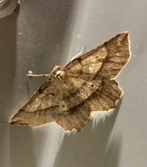 Euchlaena marginaria