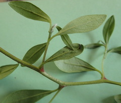 Diospyros simii