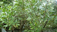 Diospyros simii