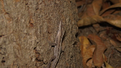 Anolis gaigei
