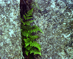 Dryopteris chinensis