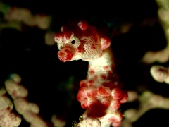 Hippocampus bargibanti