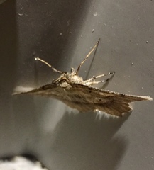 Euchlaena marginaria