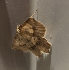 Euchlaena marginaria