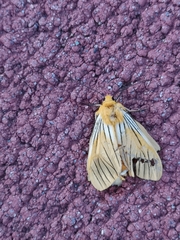 Pseudischnocampa nervosa