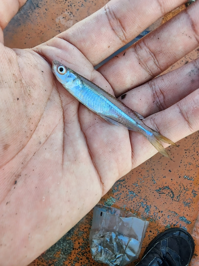 Guatemala silverside (Atherinella guatemalensis) — Atherinopsidae