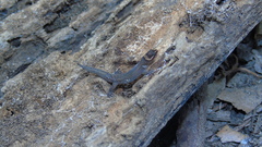 Lepidoblepharis sanctaemartae