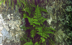 Dryopteris chinensis