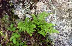 Dryopteris chinensis