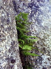 Dryopteris chinensis