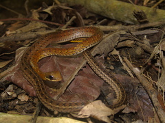 Dendrophidion percarinatum