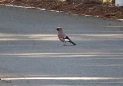 Garrulus glandarius japonicus